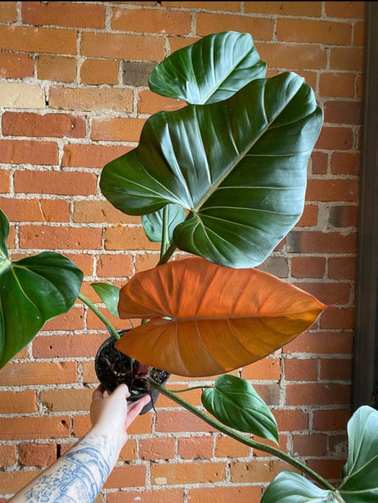 Philodendron Summer Glory plant (Semishade)