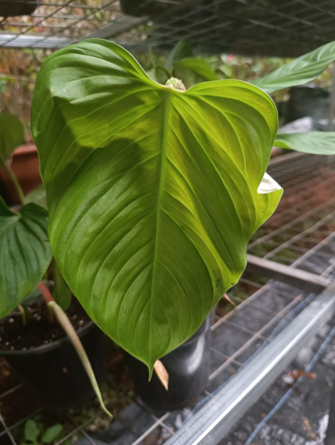 Nangaritense plant