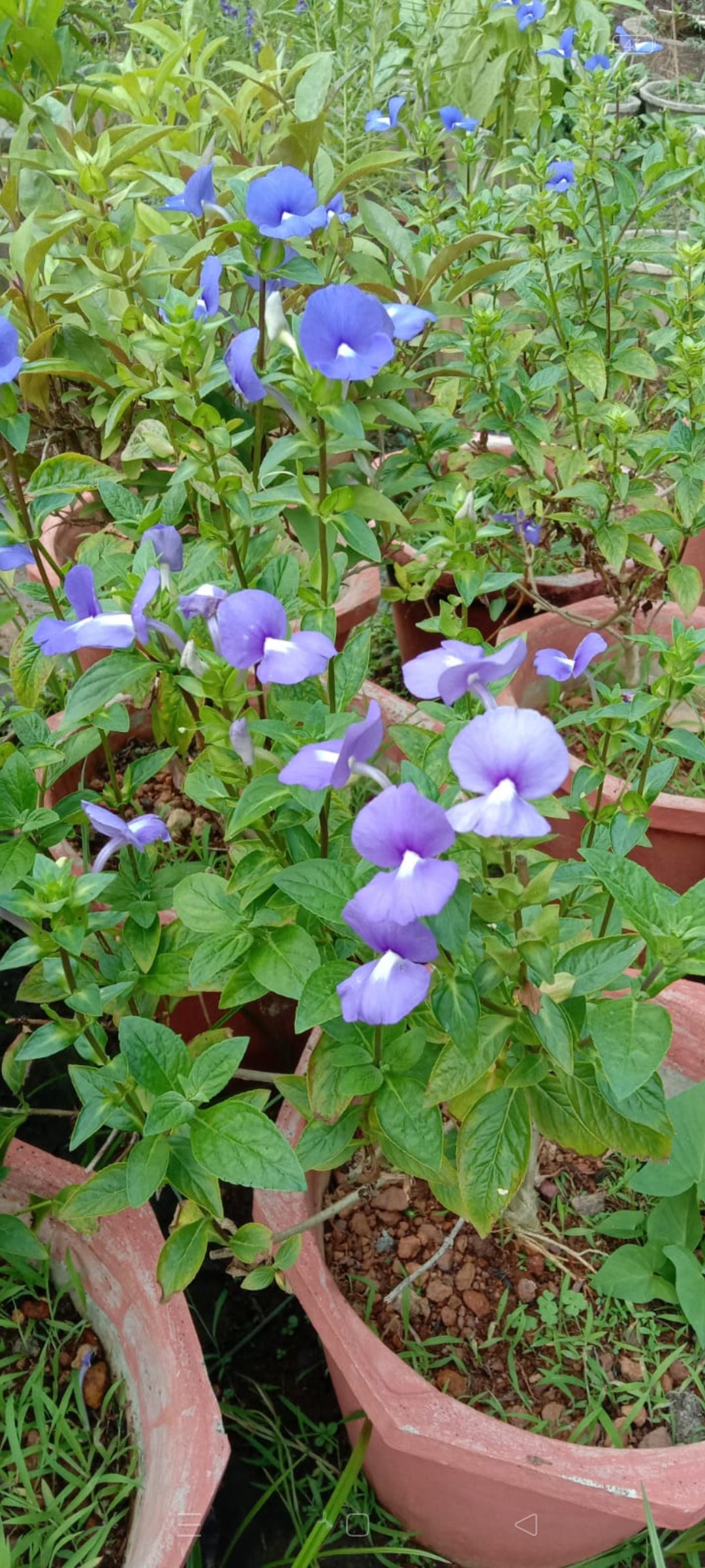 Amazon blue flowering plants