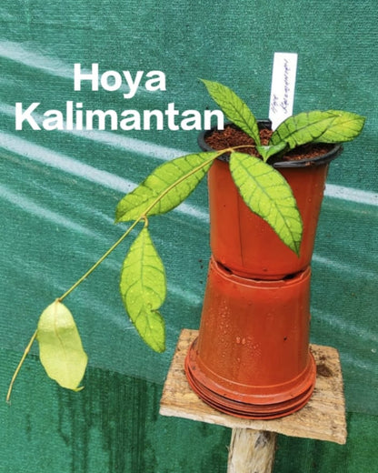 Hoya Kalimantan