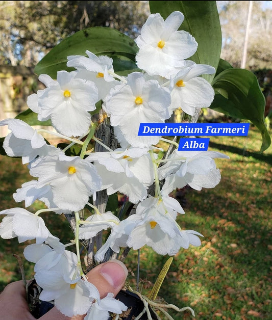 Dendrobium Farmeri Alba