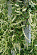 Maderia vine