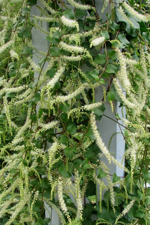 Maderia vine