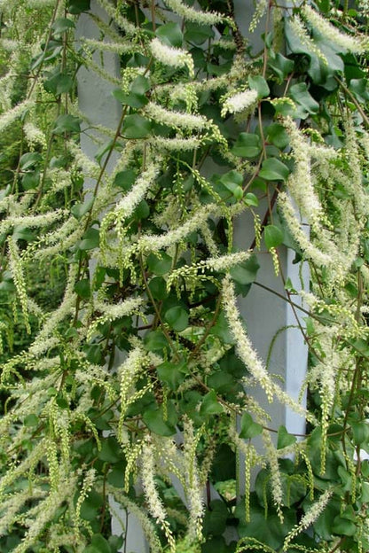 Maderia vine