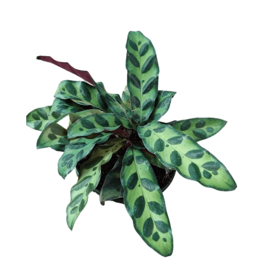 Calathea Insignis Plant