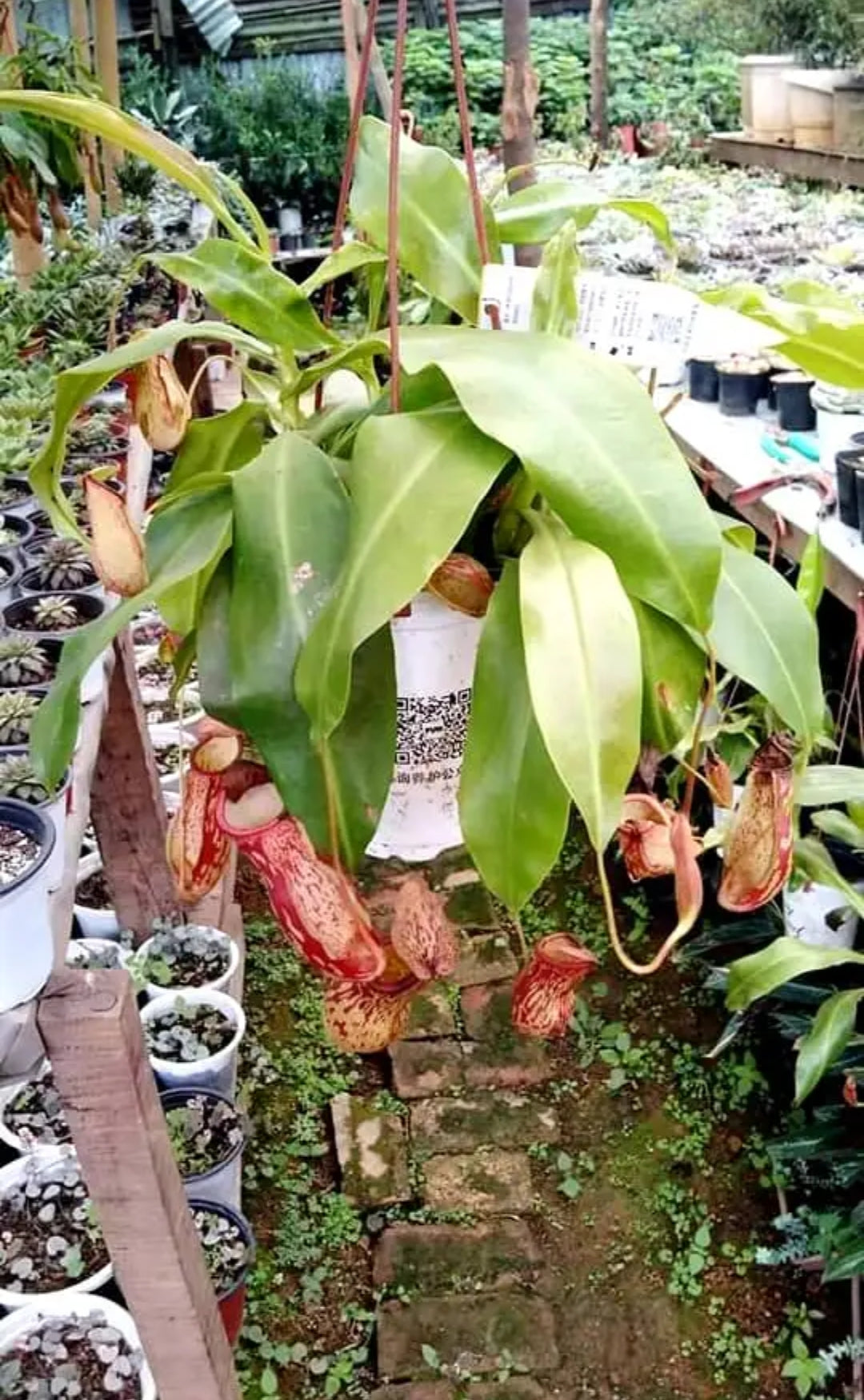 Pitcher plant (Carnivorous plant)