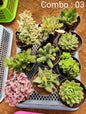 Succulent plant combo pack