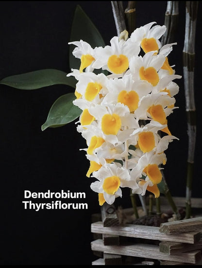 Dendrobium Thyrsiflorum