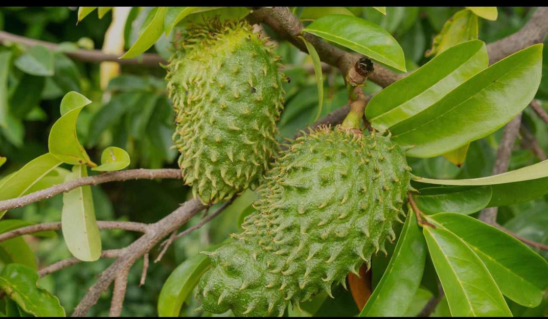 Soursop fruit plant