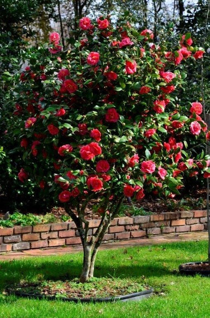 Click now for flowering plants shop now "Camilla flowering plants"