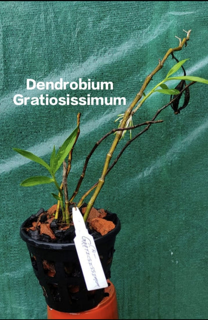 Dendrobium Gratiosissimum