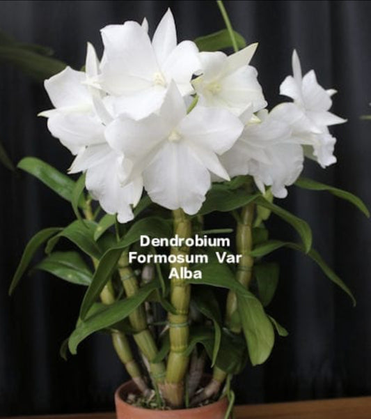 Dendrobium Formosum Var alba