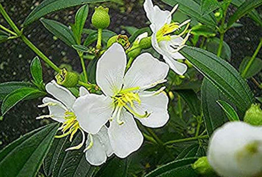 White melastoma plant (shrub plant)