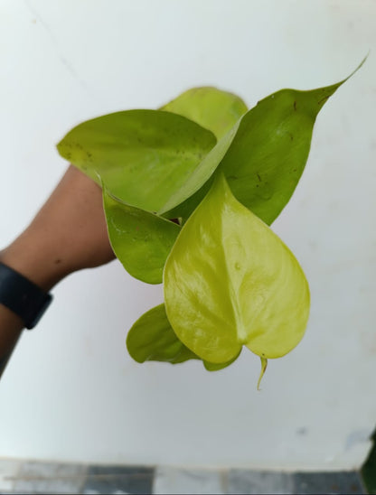 Philodendron lemon Plant