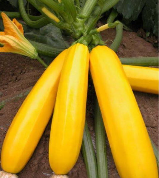 Yellow zucchini vegitable seeds