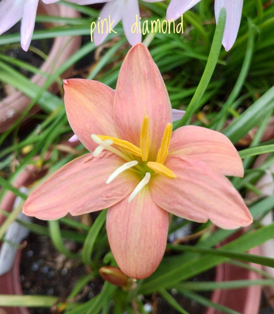 Pink Dimond rare Rain Lily bulb