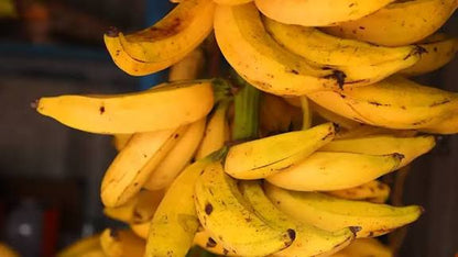 Changalikodan Nendran banana fruit plant|traditional banana varieties