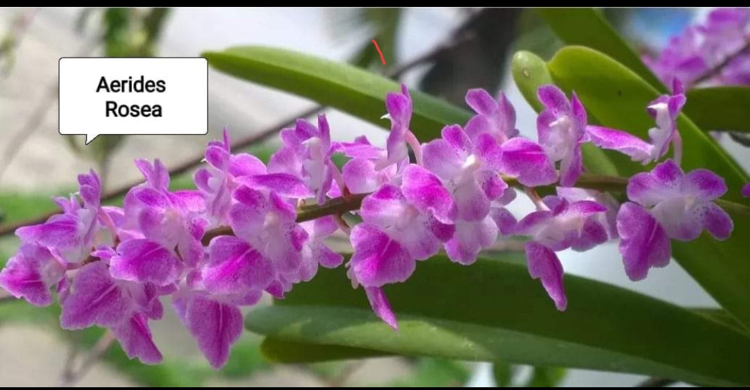 Aerides Rosiea