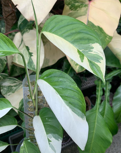 Laniata Philodendron plant