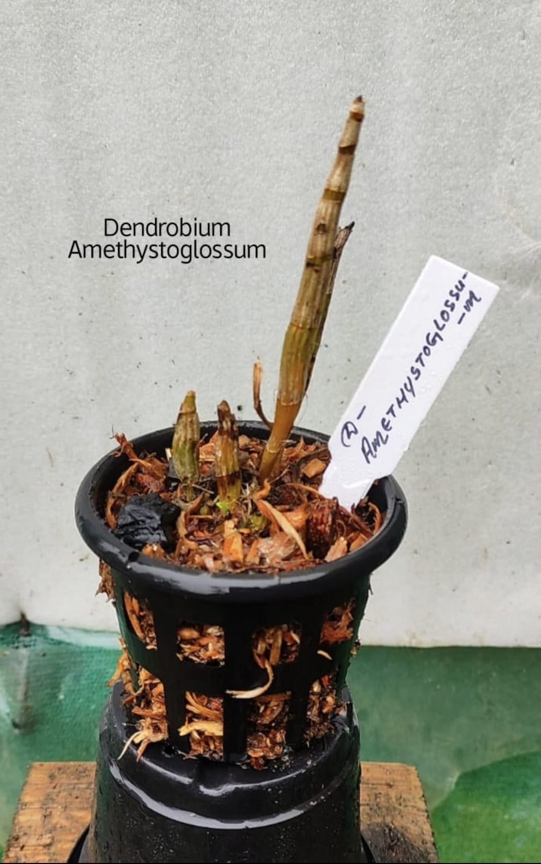 Dendrobium Amethystoglossum