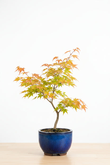 Green leaf maple Plant
