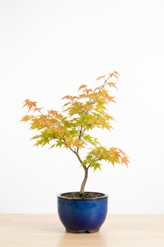 Green leaf maple Plant