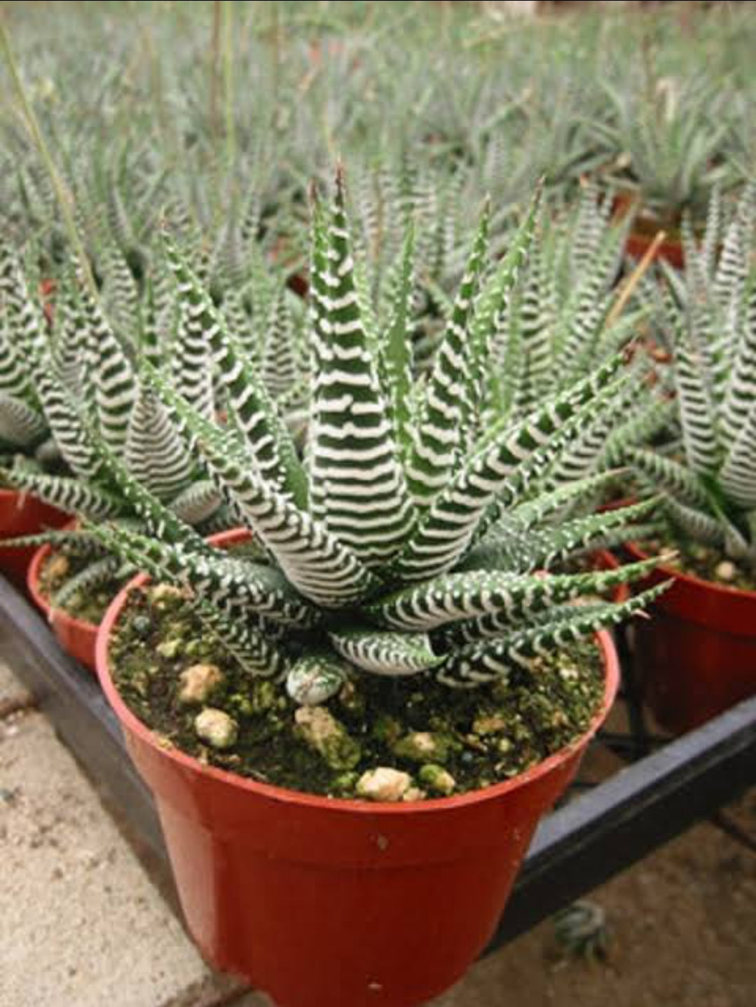 Haworthia Zebra (Succulent varity Indoor plants)