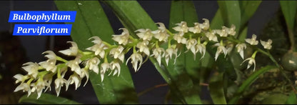 Bulbophyllum Parviflorum