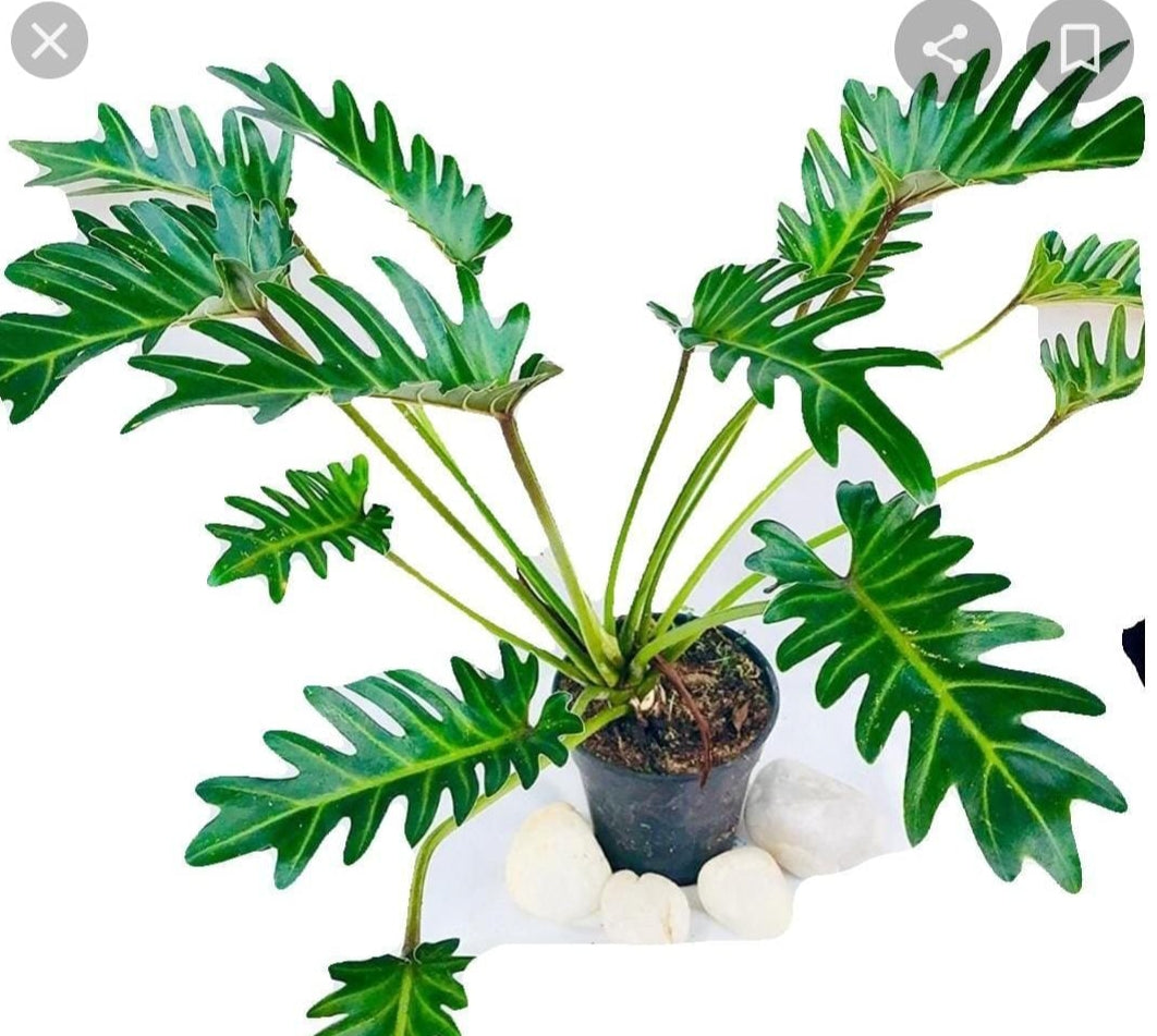 Philodendron -Xanadu plant| Indoor plants