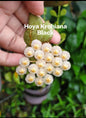 Hoya Krohniana Black