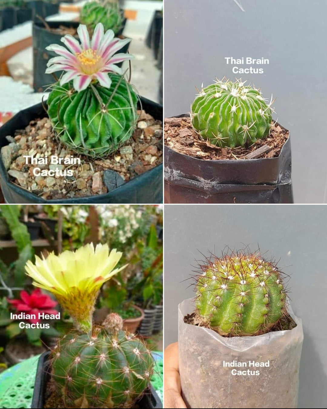 Thai Brain Cactus