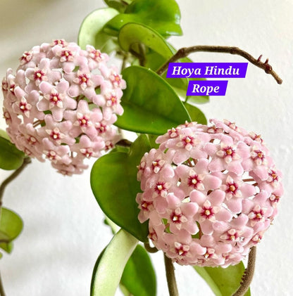 Hoya Hindu Rope