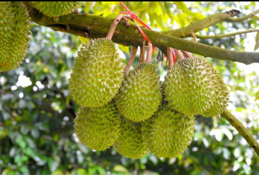 Durian fruit plant
