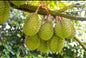 Durian fruit plant