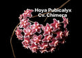 Hoya Pubicalyx Cv. Chimera