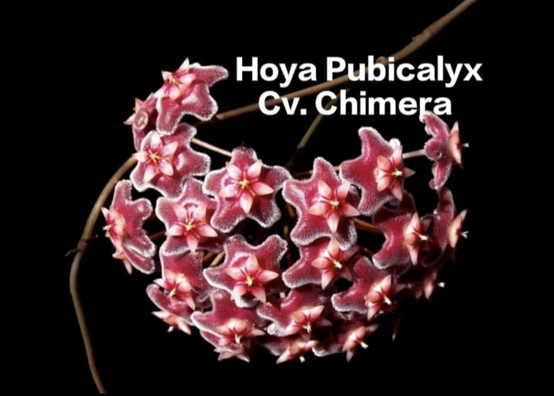 Hoya Pubicalyx Cv. Chimera