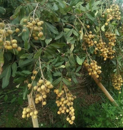 Longan fruit plant