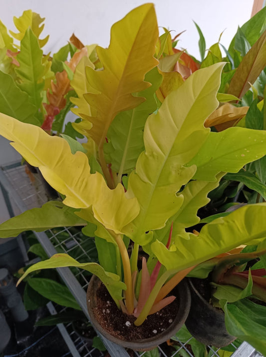 Golden Pluto plant