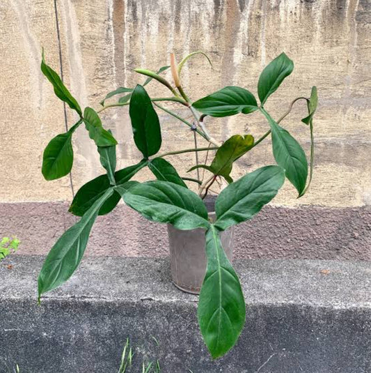 Philodendron 69686 Plant (Semishade)