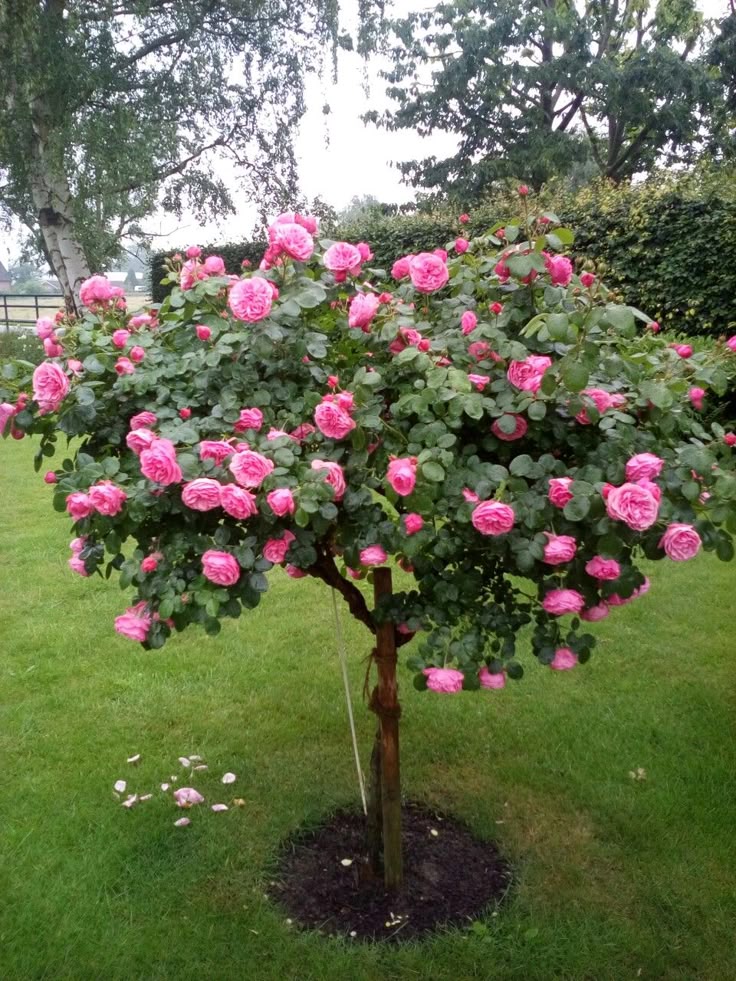 Click now for flowering plants shop now "Camilla flowering plants"