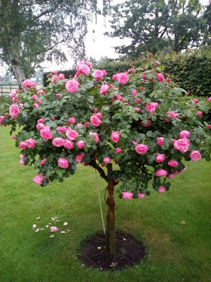 Click now for flowering plants shop now "Camilla flowering plants"