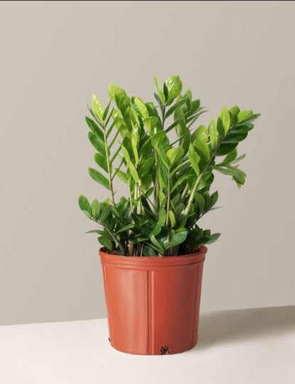 Zz plant (small plant)