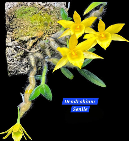 Dendrobium Senile