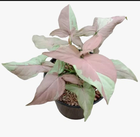 Syngonium Strawberry Milk - Rare plant Good