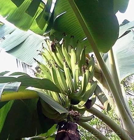 Palayam Kodan banana fruit plant|traditional banana varieties