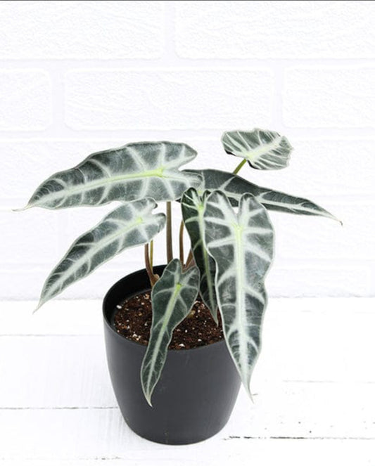 Alocasia polo Big size plant