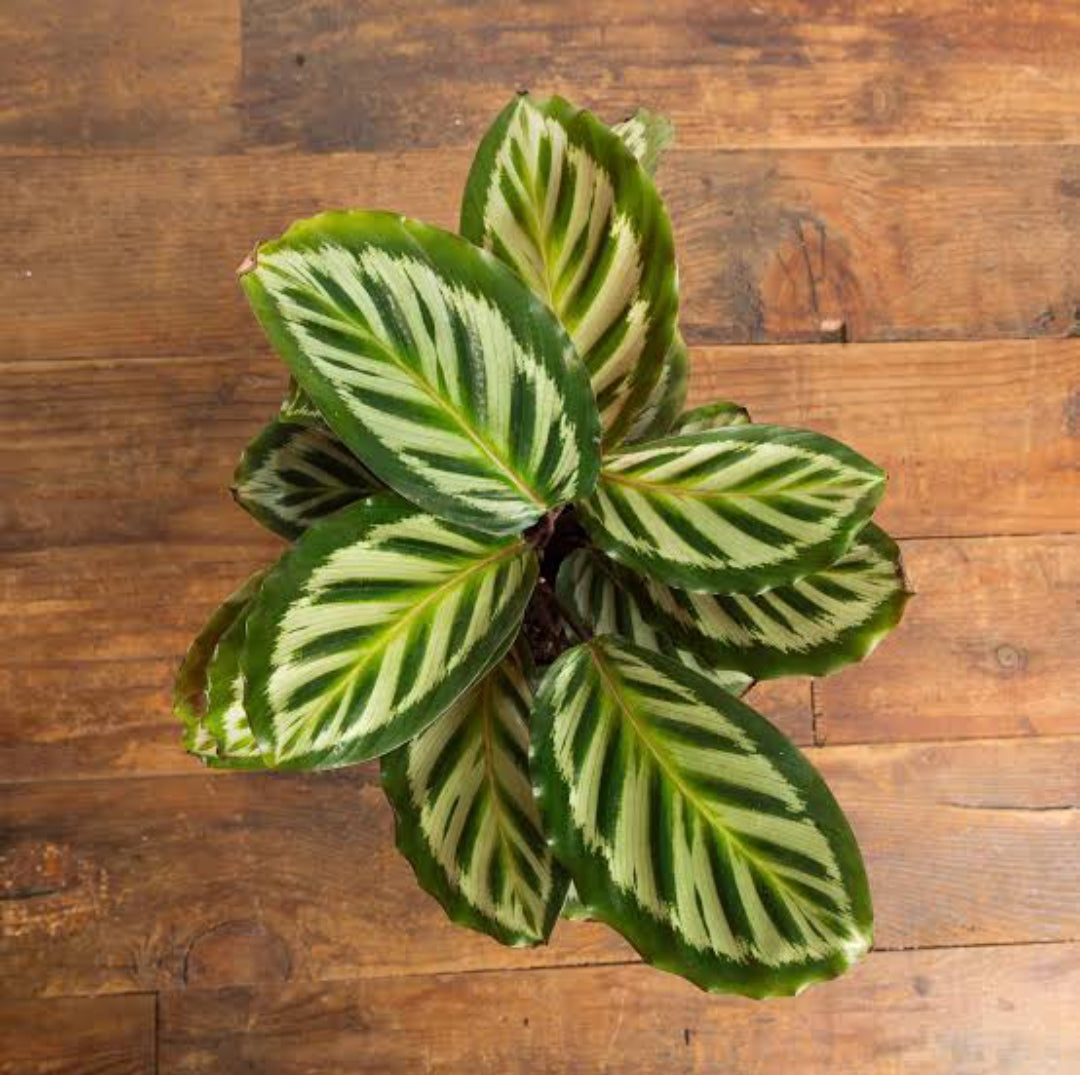 Calathea Roseopicta Cora.