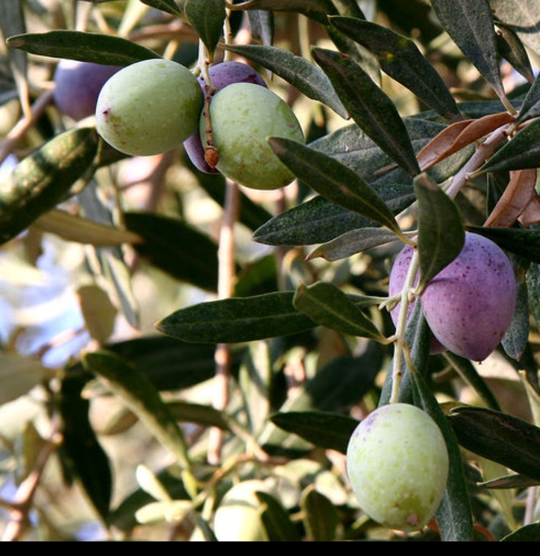 Olive fruit plant