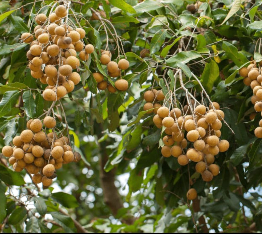 Longan fruit plant