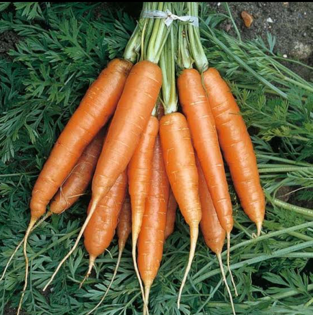 Carrot Nantas vegitable seeds